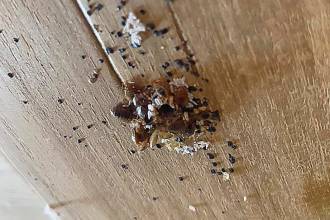 Bedwantsen voorkomen: 10 tips voor reizigers en meer!